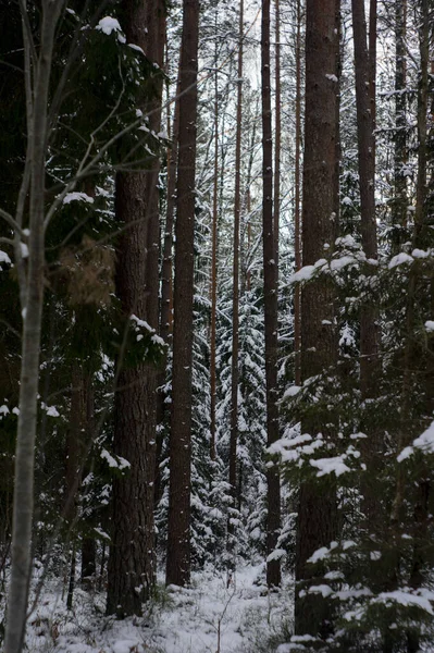 Μια Κάθετη Λήψη Ενός Όμορφου Χειμερινού Τοπίου — Φωτογραφία Αρχείου