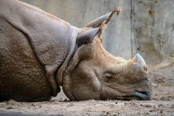 Nahaufnahme Eines Nashorns Das Sich Bei Tageslicht Freien Hinlegt — Stockfoto