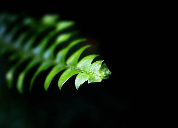 Tiro Close Uma Folha Verde Galho Árvore — Fotografia de Stock