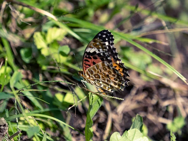 Gros Plan Papillon Fritillaire Tropical Sur Herbe Dans Champ Sous — Photo