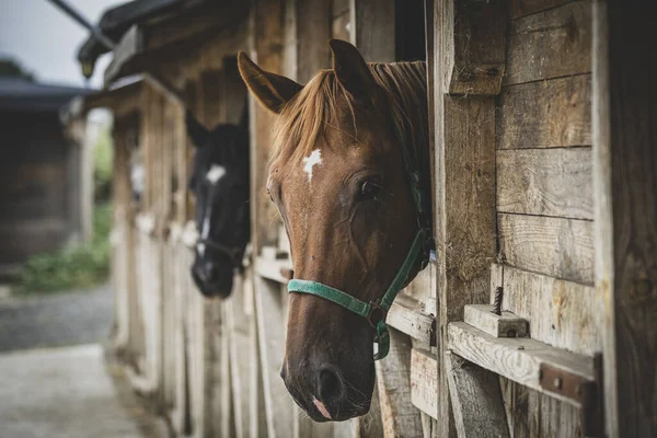 農地で愛らしい馬の選択的フォーカスショット — ストック写真