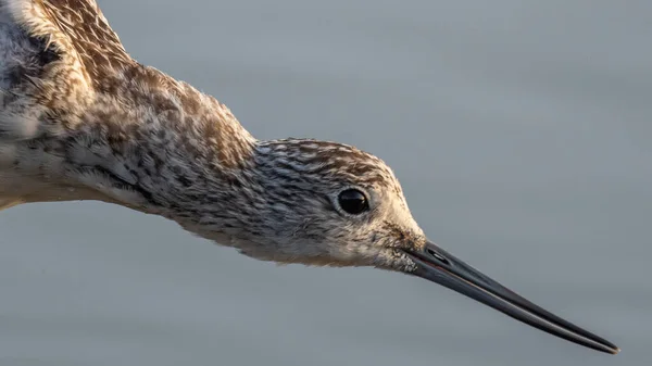Closeup Shot Dunlin Bird Head Long Beak — Stock Photo, Image