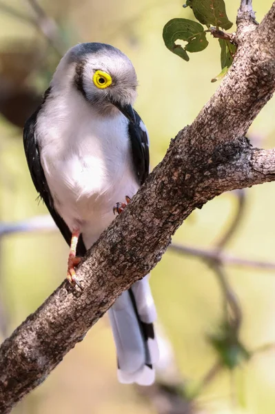Fuoco Selettivo Verticale Uccello Magpies Occhiettato Appollaiato Ramo Albero — Foto Stock