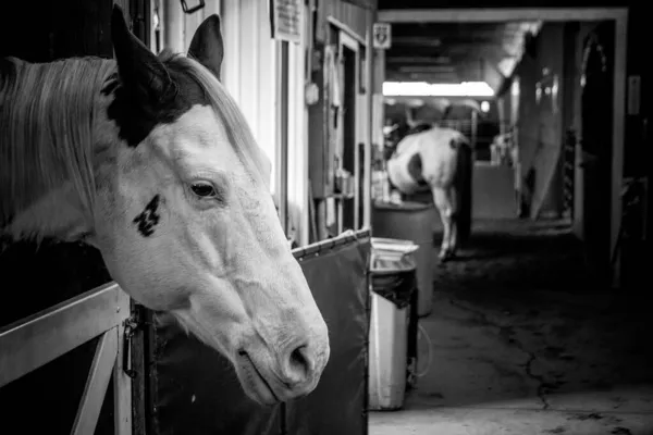 グレースケールで安定した愛らしい馬のクローズアップショット — ストック写真