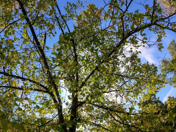 Tir Arbre Angle Bas Automne Contre Ciel Bleu — Photo