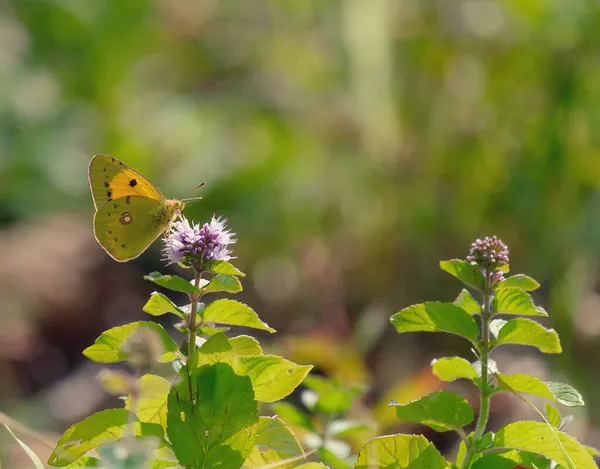 Enfoque Selectivo Una Mariposa Ictericia Una Flor Menta Prado — Foto de Stock