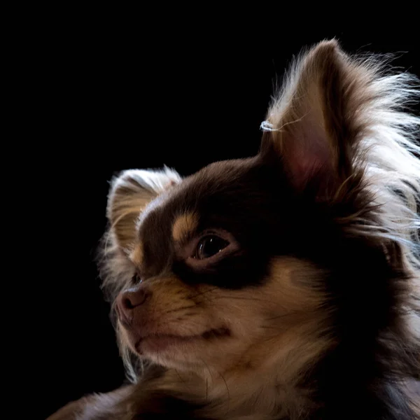 Nahaufnahme Eines Chihuahua Welpen Auf Dunklem Hintergrund — Stockfoto