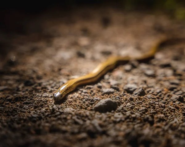 Primer Plano Una Pequeña Serpiente Arrastrándose Por Suelo — Foto de Stock