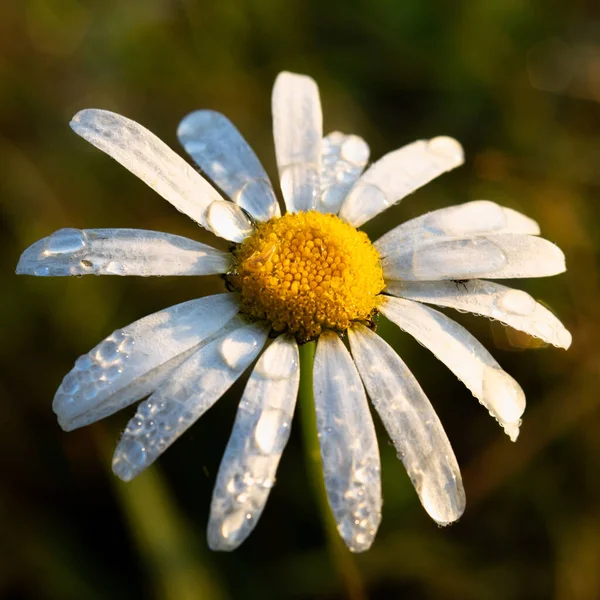 Primo Piano Una Bella Camomilla Con Gocce Acqua Sopra — Foto Stock