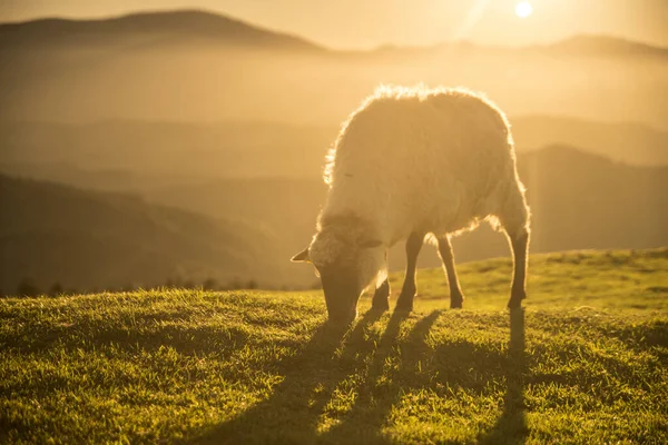 Pasoucí Ovce Baskických Horách — Stock fotografie