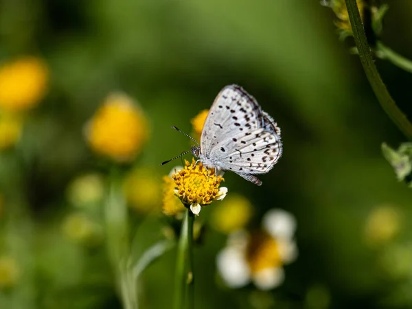 Primer Plano Una Mariposa Azul Hierba Pálida Una Flor Amarilla —  Fotos de Stock