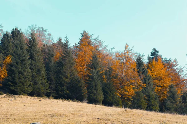 Piękny Widok Kolorowych Drzew Lasu Suchą Brązową Trawą Pierwszym Planie — Zdjęcie stockowe
