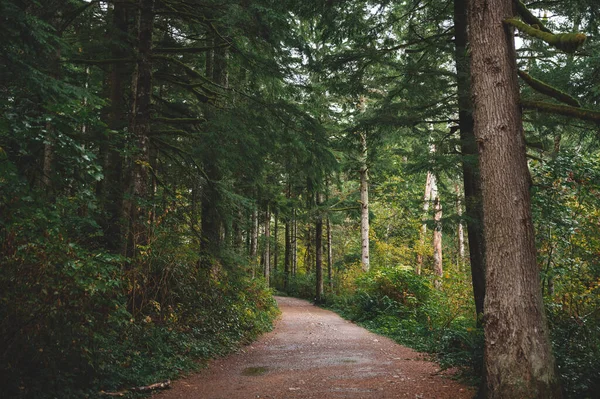 Egy Ösvény Egy Gyönyörű Zöld Erdőben Nappal — Stock Fotó