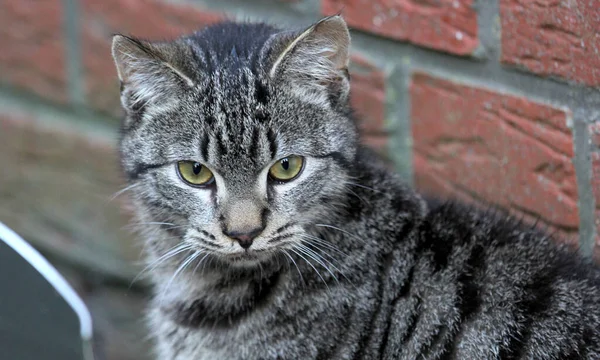 Eine Nahaufnahme Einer Entzückenden Pelzigen Katze — Stockfoto