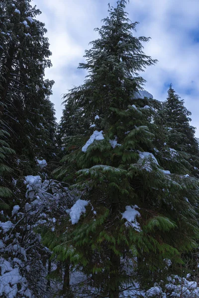 Vertikal Bild Snöiga Barrträd Mulen Vinterdag — Stockfoto