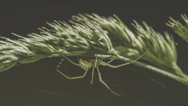 ぼやけた背景に植物に緑の大きなクモの選択的な焦点 — ストック写真