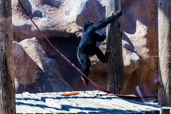 Albuquerque Estados Unidos 2021 Una Hermosa Foto Chimpancé Escalando Zoológico — Foto de Stock