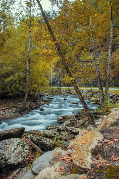 Güzel Bir Nehir Manzarası Sonbahar Havasında Sarı Bir Ağaç — Stok fotoğraf