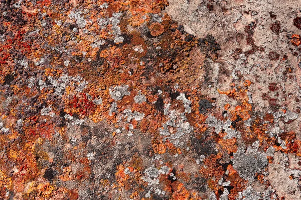 Zbliżenie Kamienia Pokrytego Kolorowymi Mchami Porostami Dla Faktur Tła — Zdjęcie stockowe