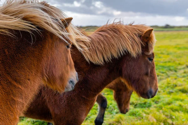 Detailní Záběr Islandských Koní — Stock fotografie