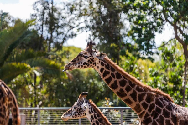 Une Vue Belles Girafes Dans Leur Habitat — Photo