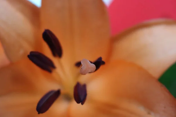 Μια Λεπτομέρεια Από Λουλούδια Κρίνου Στήμονες Και Pistils — Φωτογραφία Αρχείου
