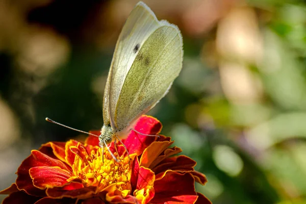 Çiçeğin Üzerindeki Lahana Kelebeğine Yakın Plan — Stok fotoğraf