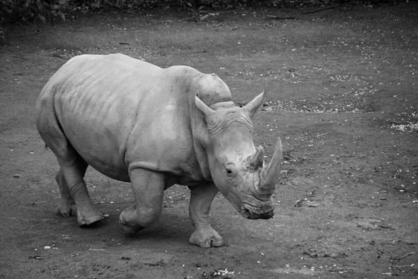 Серый Носорога — стоковое фото