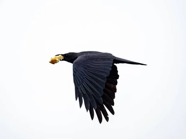 Een Grote Kraai Die Vliegt Terwijl Hij Een Stuk Brood — Stockfoto