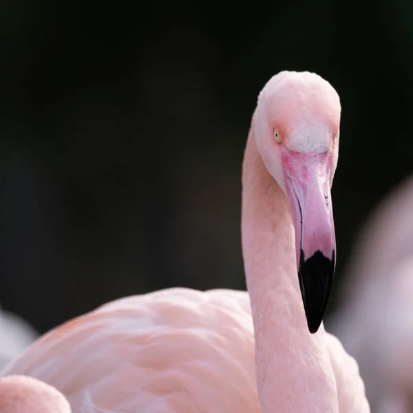 Closeup Shot Pink Flamingo Blurred Background — Stock Photo, Image