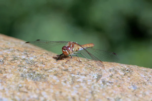 Een Selectieve Focus Shot Van Een Libelle Hoog Een Steen — Stockfoto