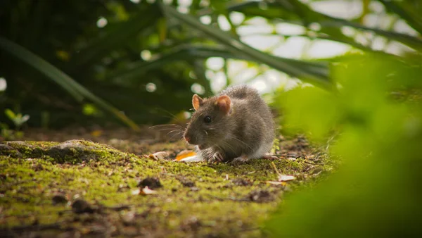 Selektiv Fokusbild Grå Råtta Utomhus — Stockfoto