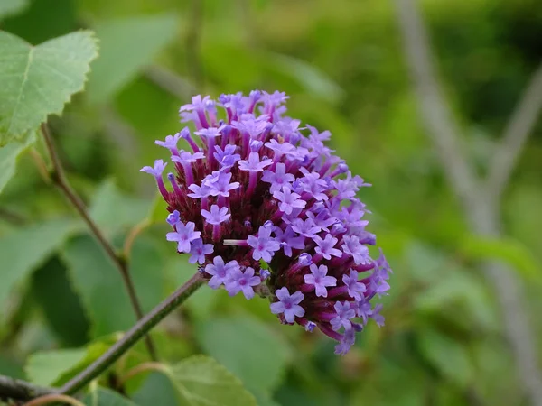 Zbliżenie Verbeny Rodzaj Rodzinie Verbenaceae — Zdjęcie stockowe