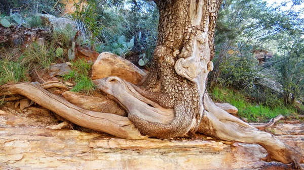 Uma Árvore Velha Com Raízes Uma Floresta — Fotografia de Stock
