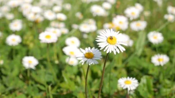 Білі Квіти Ромашки Фоні Зеленої Трави Крупним Планом — стокове відео