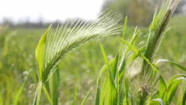 Зеленое Пшеничное Поле Летом — стоковое видео