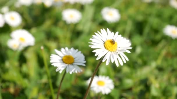 Vita Blommor Suddig Bakgrund Naturliga Blommigt Koncept — Stockvideo