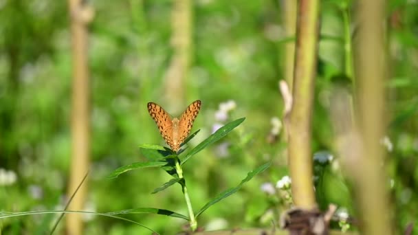 Красивая Бабочка Сидит Зеленой Траве — стоковое видео