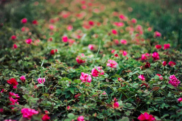 Прекрасное Поле Розовыми Розами Весной — стоковое фото