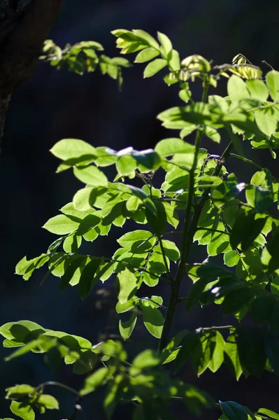 Крупним Планом Зелені Сонячні Рослини Темним Розмитим Тлом — стокове фото