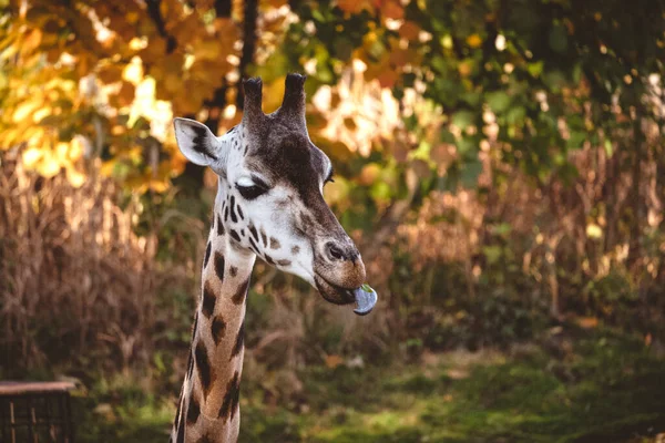 Egy Közeli Kép Egy Zsiráfról Egy Állatkertben Homályos Háttérrel — Stock Fotó