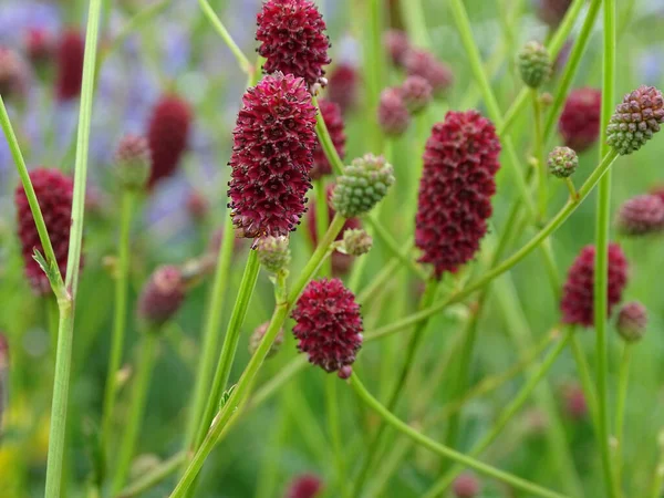 Detailní Záběr Sanguisorba Officinalis Obecně Známý Jako Velký Burnet — Stock fotografie