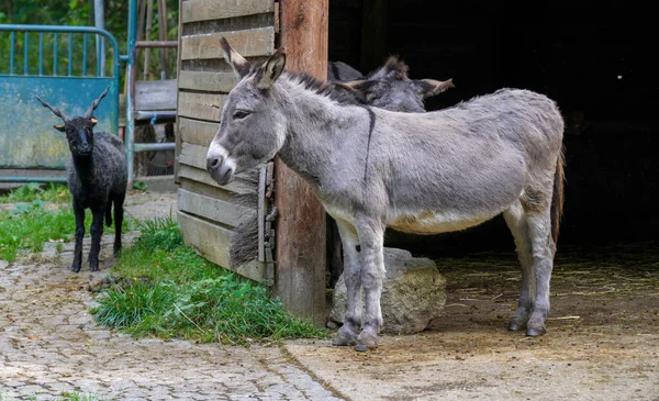 Tiro Burro Cinza Perfil Livre — Fotografia de Stock