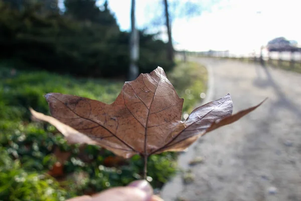 Macro Shot Fall Leaf Human Hand Park Road — Zdjęcie stockowe