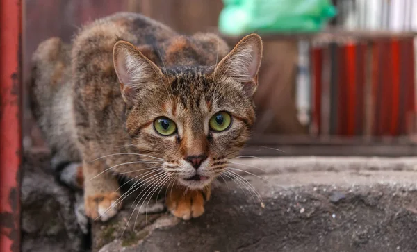 Μια Γάτα Του Δρόμου Περιέργως Κοιτάζοντας Την Κάμερα Περιπλανιέται Στην — Φωτογραφία Αρχείου