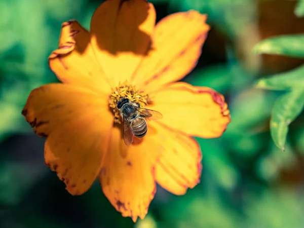野の黄色い庭のコスモスの花にミツバチのクローズアップ — ストック写真