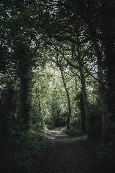 Smal Gångstig Den Mörka Skogen Irland — Stockfoto