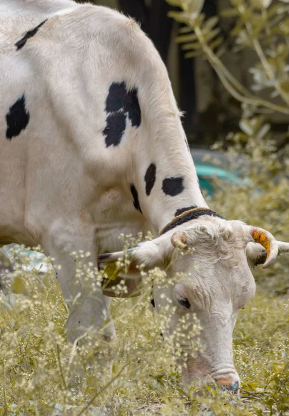Plan Vertical Une Vache Blanche Broutant Herbe Ferme — Photo