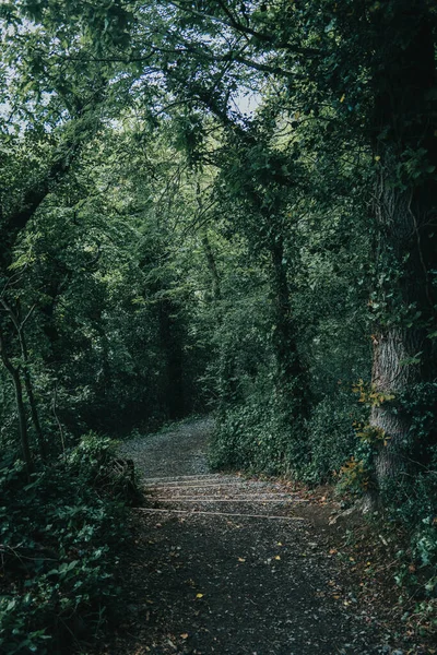 Smal Gångstig Den Gröna Skogen Irland — Stockfoto