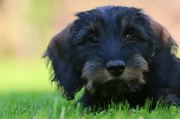Soft Focus Black Miniature Schnauzer Dog Lying Grassy Field — Foto de Stock